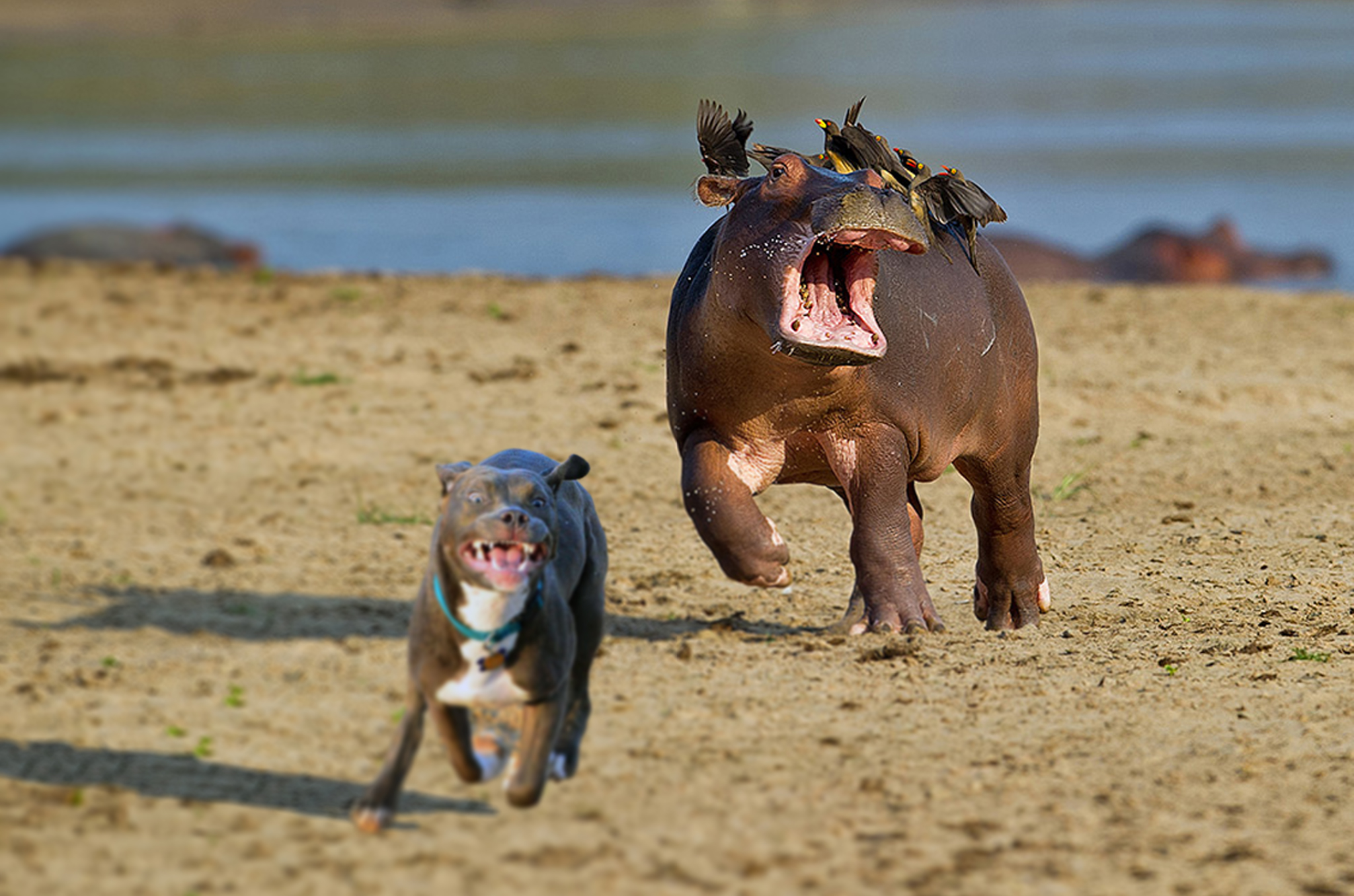 Бегемот в купальнике картинки